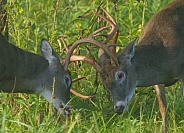 White tail deer