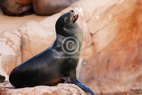 sea lion resting on rock