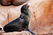 sea lion resting on rock