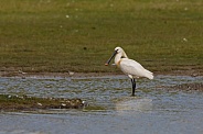 The Eurasian spoonbill