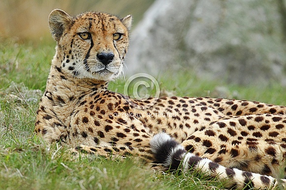 Cheetah