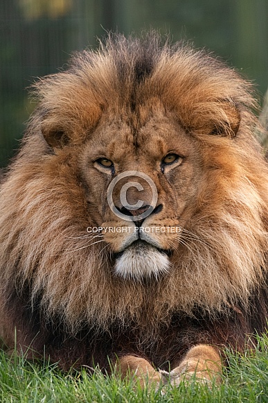 African Lion Male Close Up African Lion Male Close Up