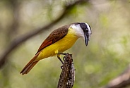 Great Kiskadee