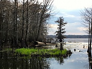 Lake with Cypress Trees