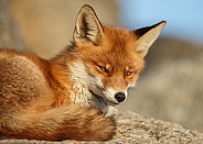 Red Fox