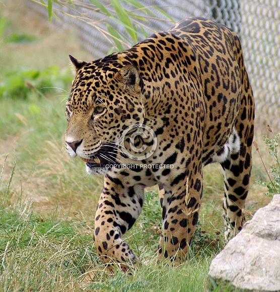 Jaguar