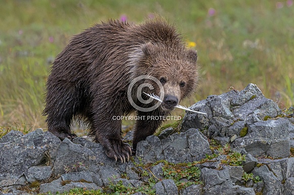 Brown Bear