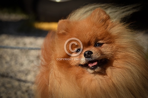 German Spitz German Spitz