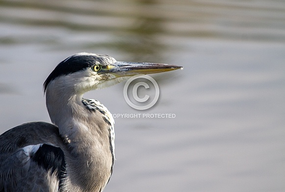 Grey heron Grey heron