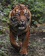 Sumatran Tiger