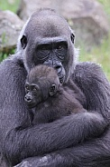 Western Lowland Gorilla (Gorilla Gorilla Gorilla)
