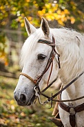Missouri Foxtrotter with Western Tack