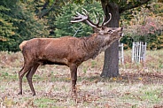 Red deer