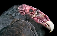 Turkey Vulture Face Shot