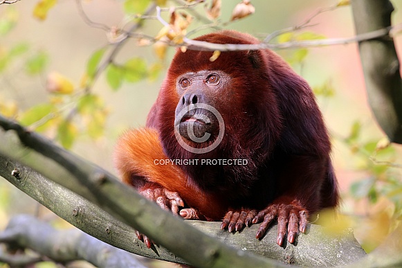 Red howler monkey (Alouatta seniculus) Red howler monkey (Alouatta seniculus)