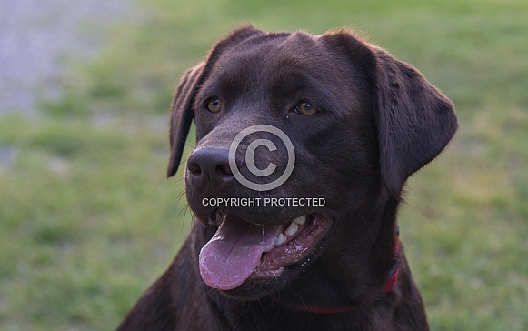 Chocolate Labrador Chocolate Labrador