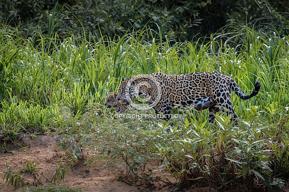 American jaguar in the nature habitat