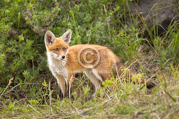 Young red fox cub in nature Young red fox cub in nature