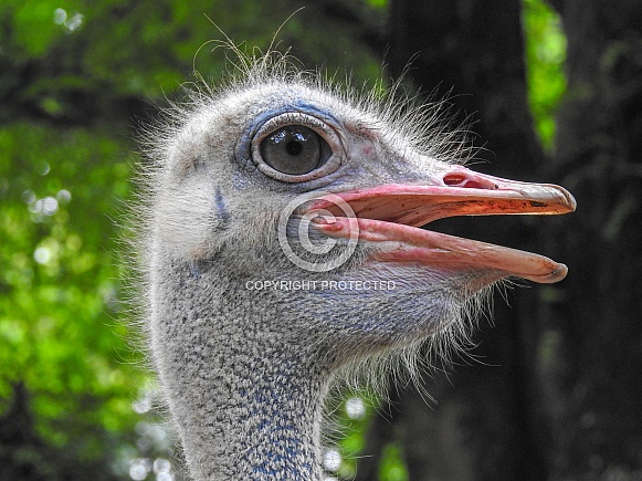 Ostrich