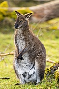 Wallaby sitting