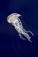Japanese sea nettle (Chrysaora pacifica)