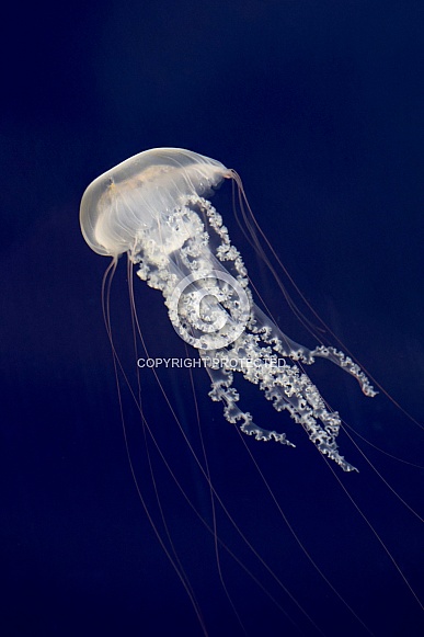 Japanese sea nettle (Chrysaora pacifica)