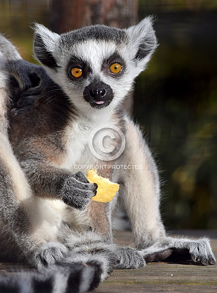 Young Ring-tailed Lemur Young Ring-tailed Lemur