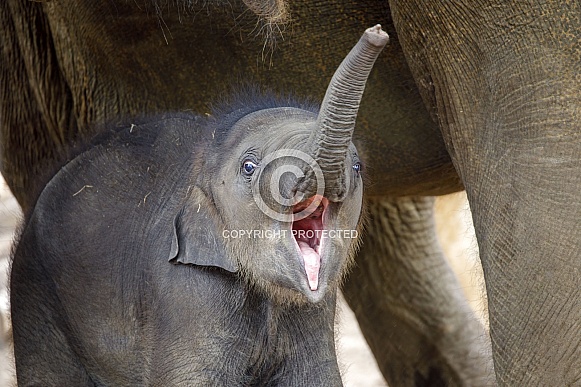 small Asian elephant (Elephas maximus) near mother in natural habitat