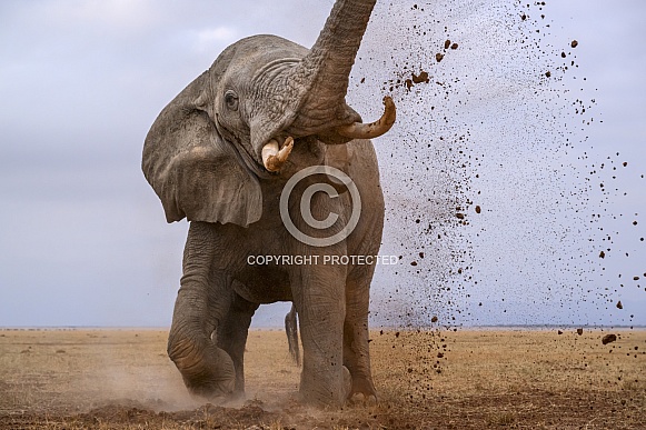 Bull elephant in musth