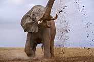 Bull elephant in musth