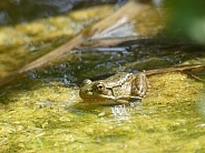 Tiny Frog in Pond Muck
