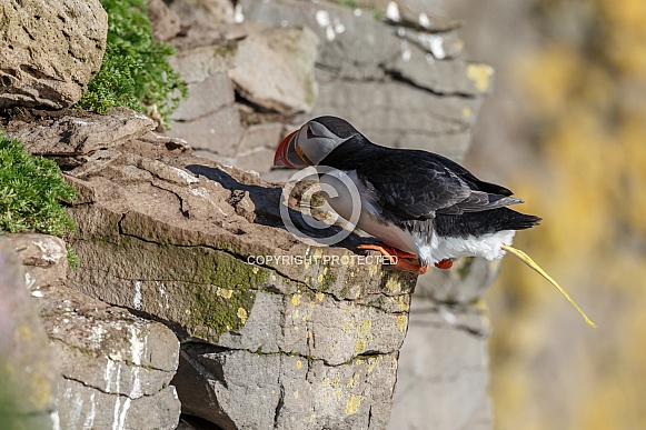 Puffin the birds from the arctic. Puffin the birds from the arctic.