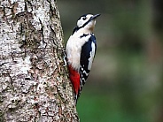 Great-spotted Woodpecker