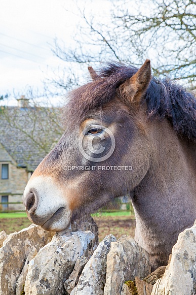 Exmoor pony