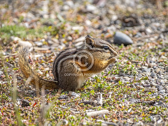 Least Chipmunk