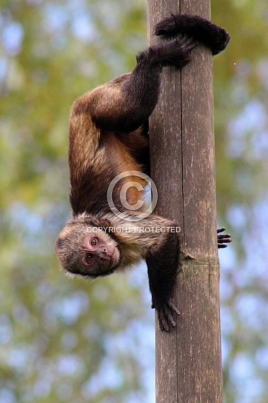 Golden-Bellied Capuchin Golden-Bellied Capuchin