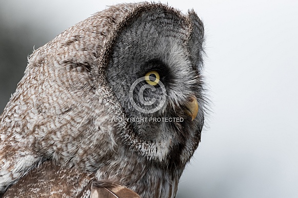 Great Grey Owl Headshot Side Profile Great Grey Owl Headshot Side Profile