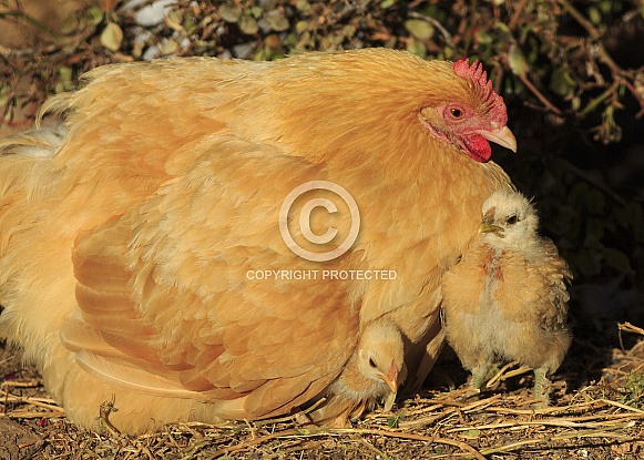 Hen and Chicks