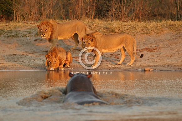 Beautiful lion in amazing evening light