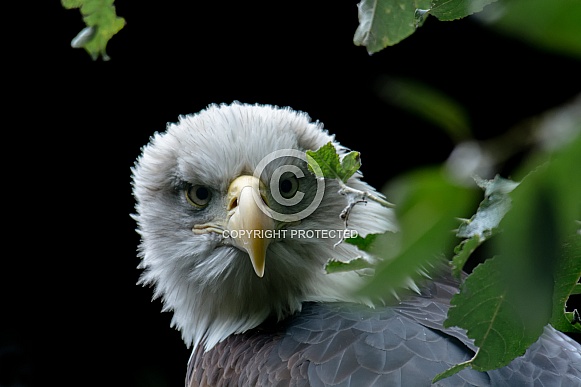 Bald eagle Portrait