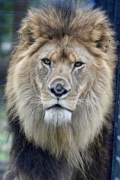 African Lion