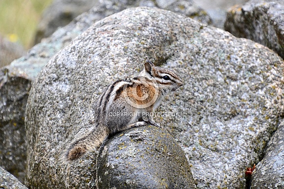 Chipmunk Chipmunk