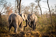 African Elephants fighting