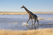 Giraffe - Namibia
