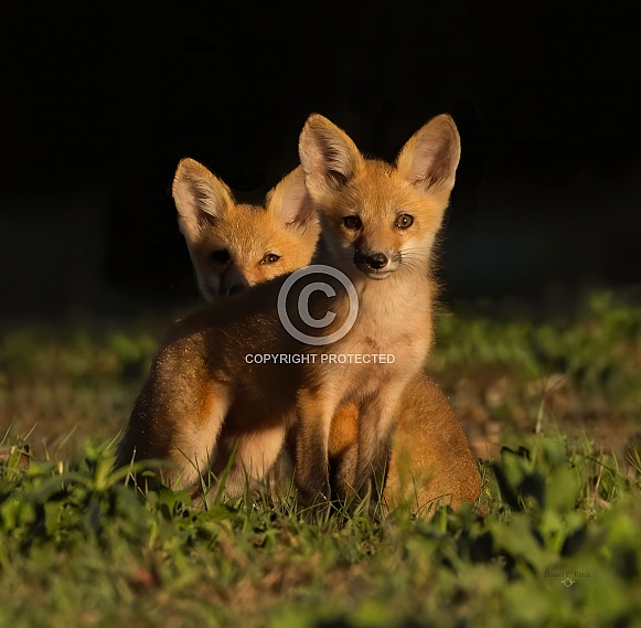 baby red fox kits (vulpes vulpes) in morning light looking at camera baby red fox kits (vulpes vulpes) in morning light looking at camera