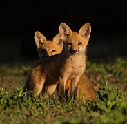 baby red fox kits (vulpes vulpes) in morning light looking at camera
