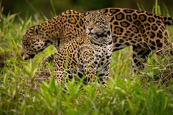 American jaguar in the nature habitat American jaguar in the nature habitat