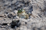 Green frog in the water