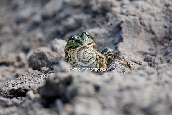 Green frog in the water Green frog in the water