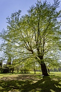 Beech Tree in spring sunshine
